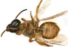 Panamá: Investigadores hallan una abeja mitad hembra y mitad macho panama