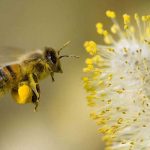 ONU hace un llamado sobre la importancia de las abejas estados unidos