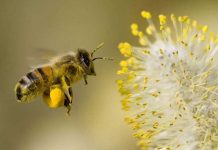 ONU hace un llamado sobre la importancia de las abejas estados unidos