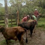 Ejército de Nicaragua recupera 38 semovientes en distintos departamentos nicaragua