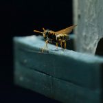 Camboya: Avispas matan a un niño de 5 años y mandan al hospital a su abuela picadura de abispas