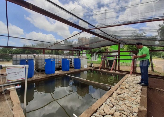 acuicultura-taiwan-03 nicaragua