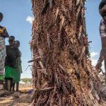 Nueva ola de la «plaga implacable» de langostas amenaza a África africa