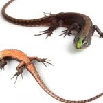 Descubren especie de lagartija en zona de reserva entre Ecuador y Colombia ecuador