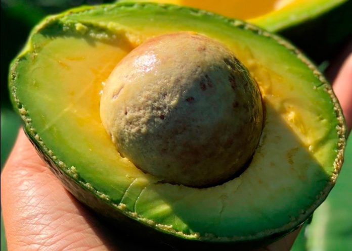 aguacate