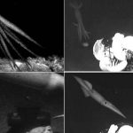 grecia, animal, calamar gigante,