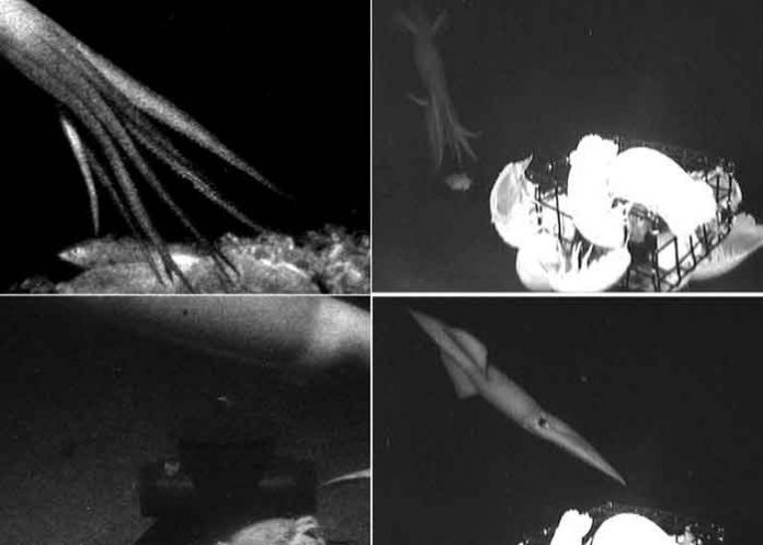 grecia, animal, calamar gigante,