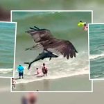 Insólito: Águila captura a tiburón en playa de Florida (VIDEO) video