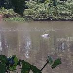 Aparece flotando cuerpo de una persona en el Río Sapoá nicaragua