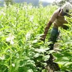 Fortalecen capacidades para productores de ajonjolí en Ometepe nicaragua
