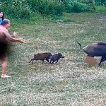 Berlín: Jabalí roba computadora en playa nudista (FOTOS) alemania