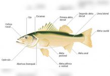 El origen de extremidades de los vertebrados puede venir de los peces origen
