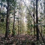 INAFOR lanza estrategia en Nicaragua de forestería comunitaria nicaragua