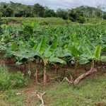 Proyectos pilotos de seguridad alimentaria en el Caribe marchan a buen ritmo nicaragua