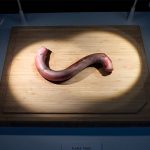 Pene de toro y queso de gusanos en el museo de la comida asquerosa suecia