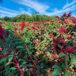 ¿Para qué sirve el amaranto? Productores nicaragüenses apuestan a su cultivo nicaragua