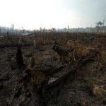 ¿Qué ha propuesto el Gobierno de Venezuela ante crisis en Amazonía? propuesta