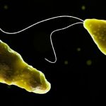 Ameba «comecerebro» causa la muerte de un menor en Florida estados unidos