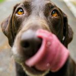 Le amputan brazos y piernas luego que su perro le lamiera una herida estados unidos