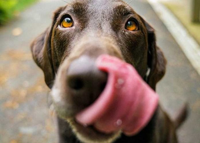 amputan-marie-portada estados unidos