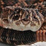 Chico coge el cuerpo de una enorme anaconda y la ayuda a mudar de piel chico