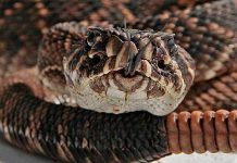 Chico coge el cuerpo de una enorme anaconda y la ayuda a mudar de piel chico