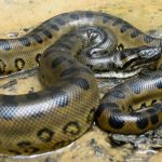 Ciclistas luchan con anaconda que intenta comerse a su perro (Video) brasil