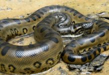 Ciclistas luchan con anaconda que intenta comerse a su perro (Video) brasil