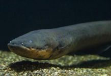 Descubren anguila eléctrica más potente del mundo animal en Amazonía nicaragua