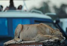El cambio climatico lleva a los animales a la ciudad cambio climatico
