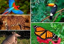 Determinan cómo inició la diversidad animal en la tierra determinan