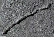Descubre ¿Cuál fue el primer animal que habitó en la tierra? Ciencia