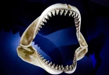 No creerás cuál es el animal con más dientes en el mundo ciencia