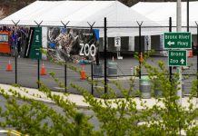 Detectan coronavirus en tigres y leones en zoológico de Nueva York estados unidos