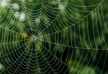 ¿La seda de araña es el elemento más resistente del mundo? la seda