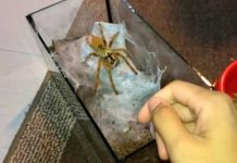 Hombre aracnofóbico se anima a alimentar a una tarántula y esto sucede hombre
