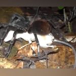 tarantula