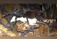 tarantula