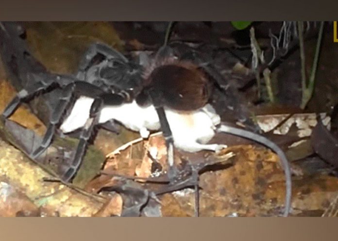 aran tarantula