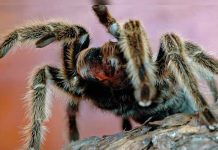 Turistas captan a una araña gigante comiéndose una zarigüeya