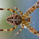 Una mujer es sometida a 7 cirugías y pierde su pierna por una picadura de araña mujer