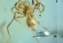 Birmania: Hallan una araña con cola preservada de hace 100 millones de años