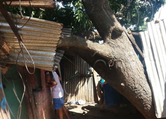 arb01_QSfziBo nicaragua