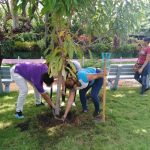 Fertilización orgánica a árboles sembrados en parques de Managua nicaragua
