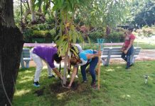 Fertilización orgánica a árboles sembrados en parques de Managua nicaragua