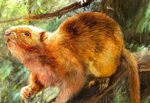 Descubren nuevas especies de ratas gigantes parte de la ‘dieta’ humana ciencia, ratas, comida, hallazgo,