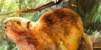 ciencia, ratas, comida, hallazgo,