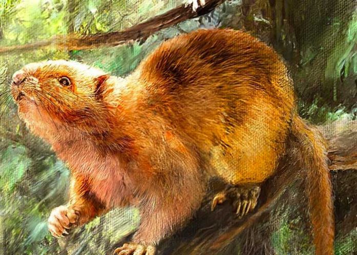 ciencia, ratas, comida, hallazgo,