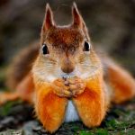 El impresionante momento que una ardilla «afila sus dientes» con un cuchillo canada