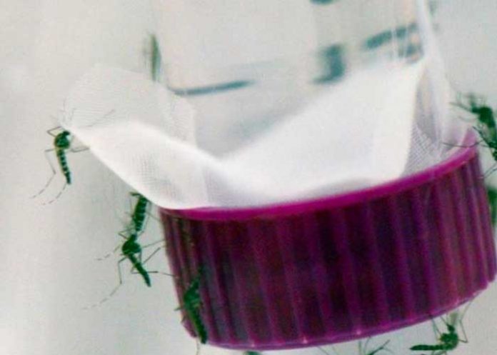 argentina-dengue argentina